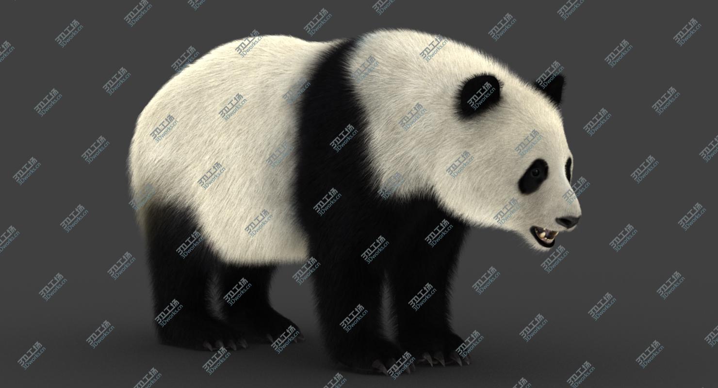 images/goods_img/20210114/Giant Panda (2) (Rig) (Fur) 3D model/3.jpg